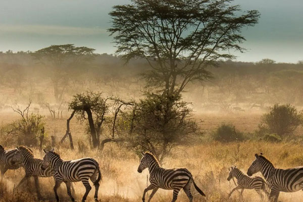 5 Days The Great Migration
